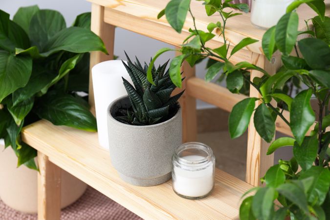 Cozy hobby - growing indoor plants at home