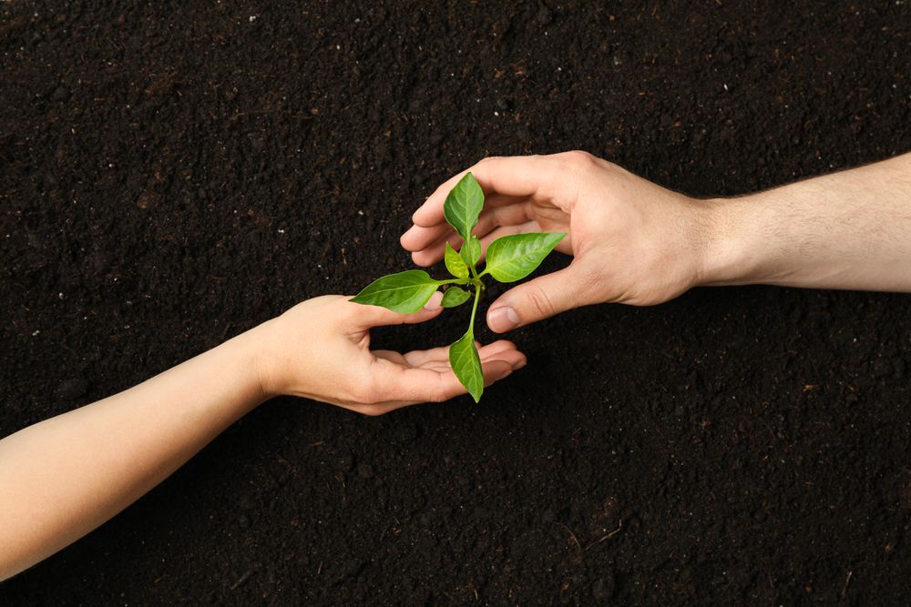 Woman and man hands hugs a green sprout in soil, top view and space for text. Environmental protection. Agriculture