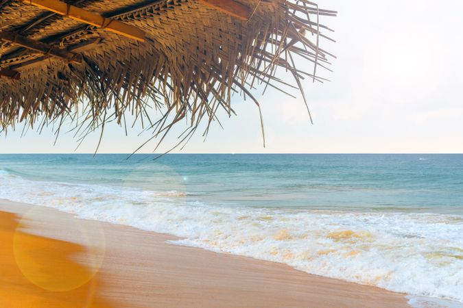 Palm tree on beach shore