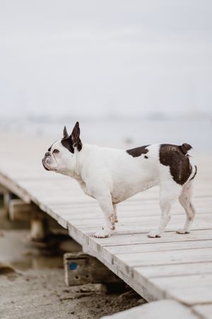 Cute dog on pier near sea