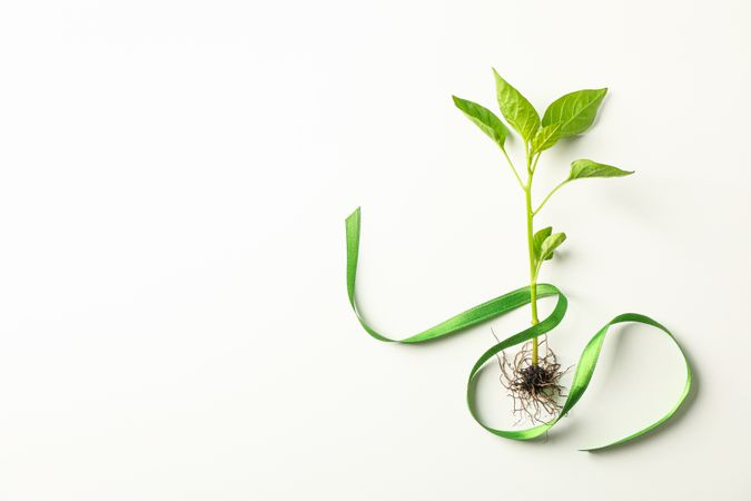 Green sprout with tape on light background, space for text. Environmental protection. Agriculture