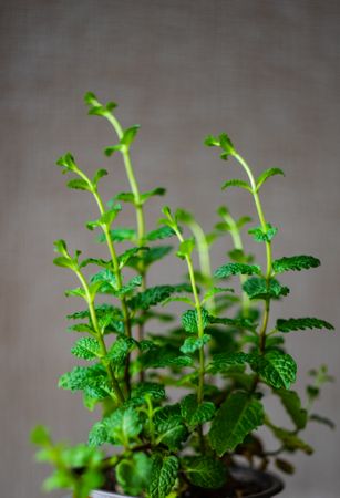 Fresh moroccan mint plant