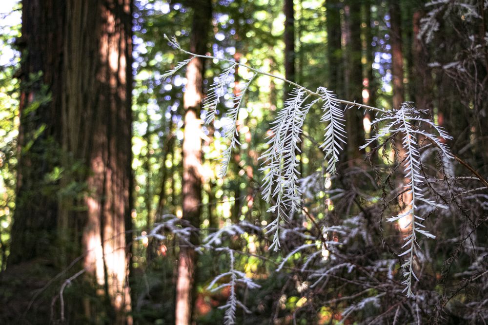 Plants in foreground of red wood forest