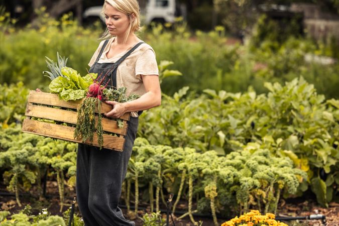 Farmer holding  box full of freshly picked beets, lettuces and carrots in her farm
