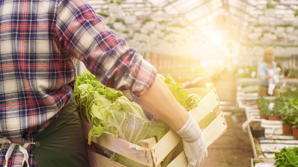 In Big Bright Industrial Greenhouse Farmer Walks with Box of Vegetables through Rows of Growing Plants.