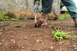 Person weeding plants barefoot on the ground