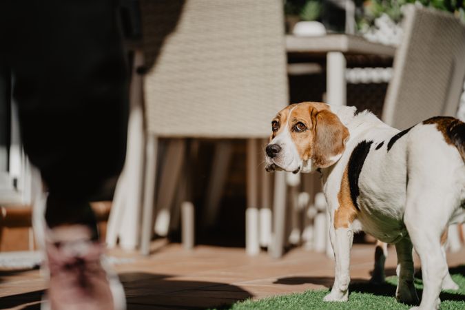 Cute beagle on lawn in yard