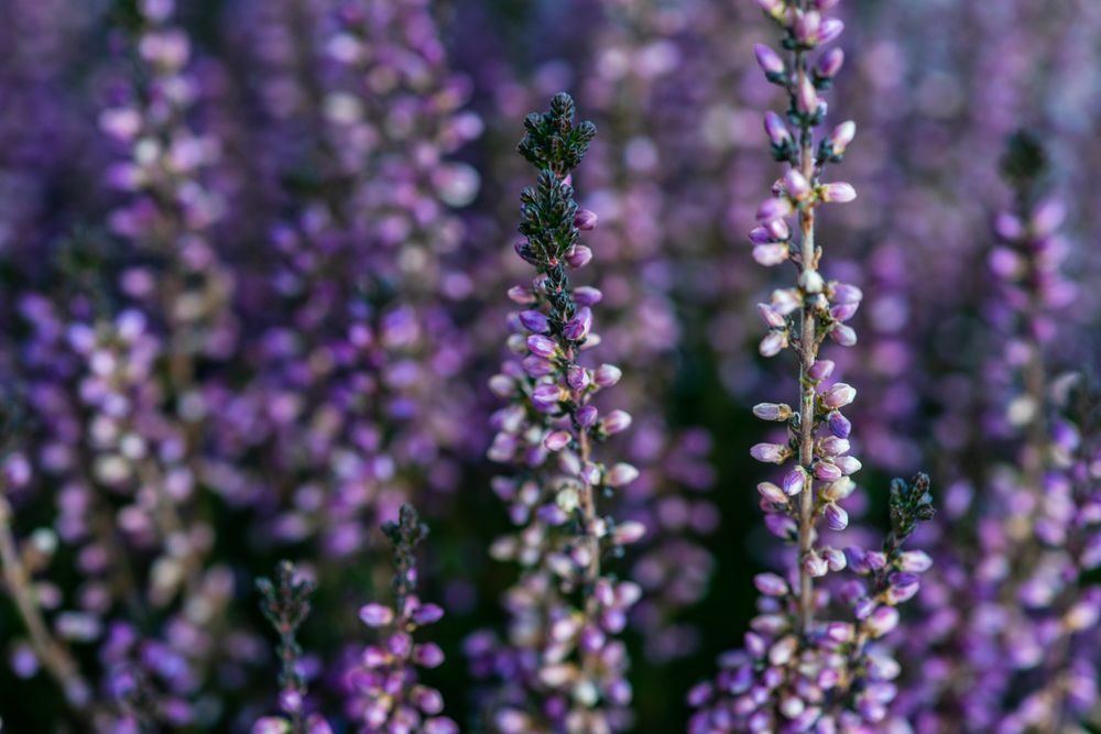 Calluna flowers
