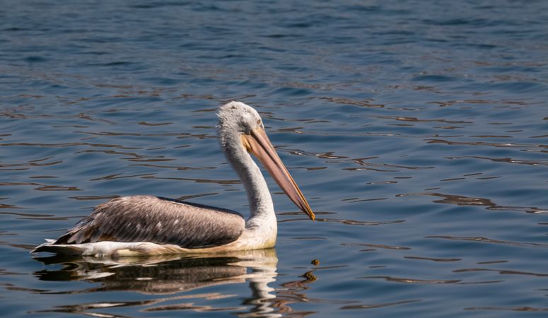 Brown pelican on body of water