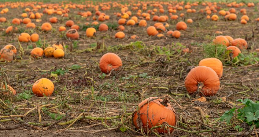 Pumpkin agricultural field in October, in Stuttgart, Germany