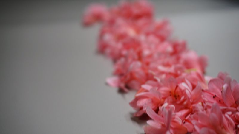 Just walk on the flower path