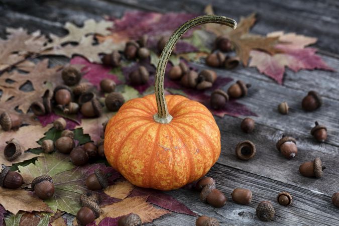 Autumn season with pumpkins and other decorations on vintage wooden planks