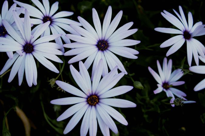 Daisies Blooming In A Green Garden On A Warm Sunny Day