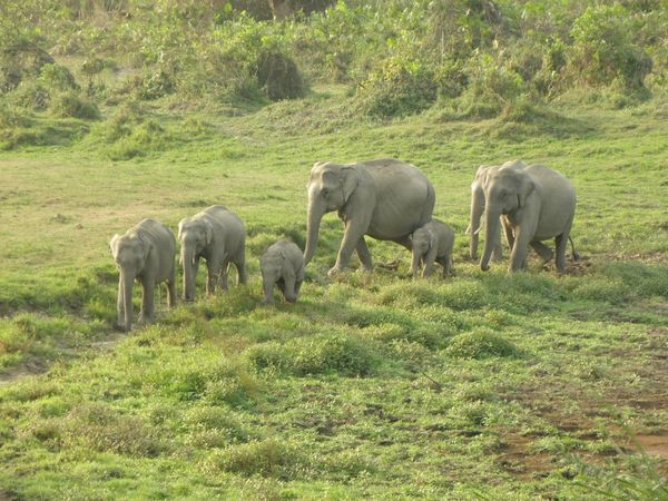 Elephant herd