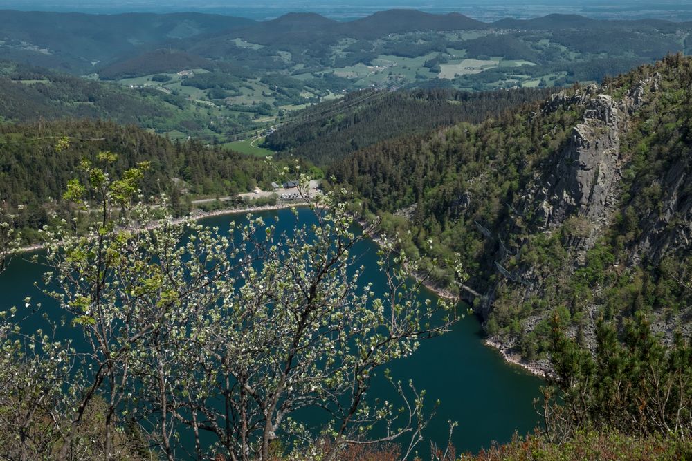 Budding tree over looking a forest lined lake