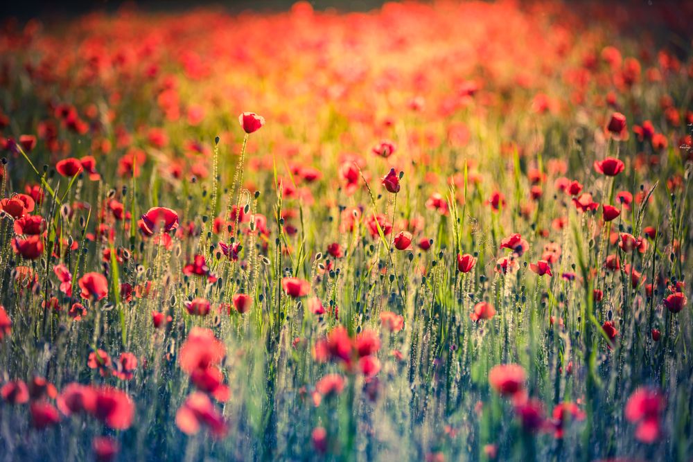 Poppies in a park with selective focus