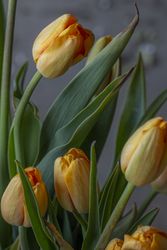 Bouquet of tulips on ground, vertical 0V3oO5