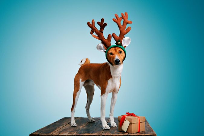 Calm dog wearing festive antlers standing on wooden table with present