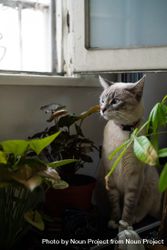 Pretty cat sitting with house plants near open window bGPeX0