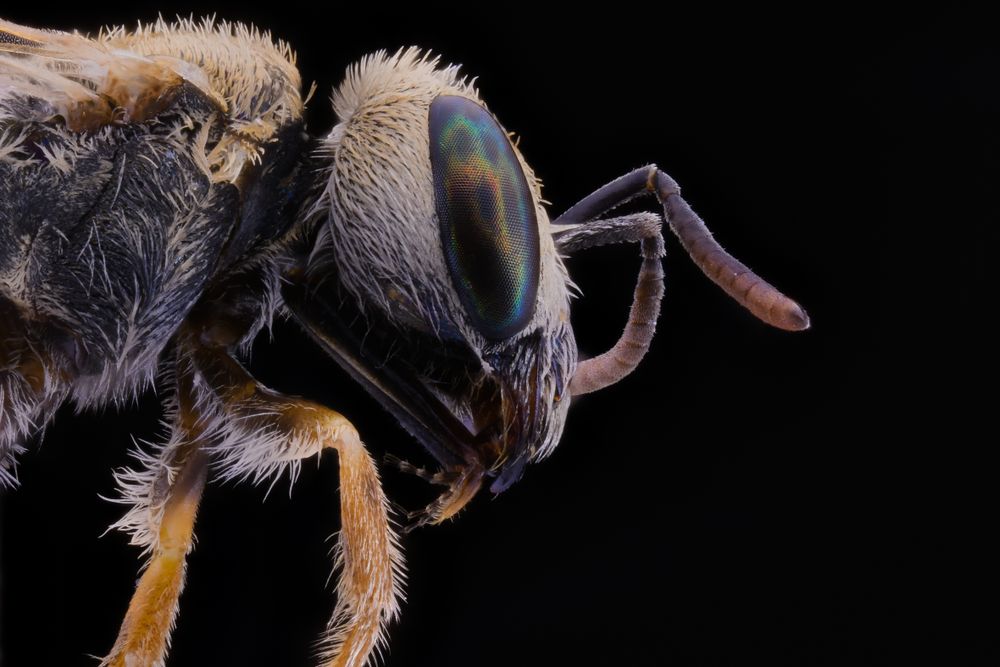 Threatening flying insect with transparent wings