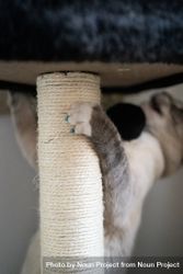 Close up of cat’s nails grabbing onto scratch pole be9QGb