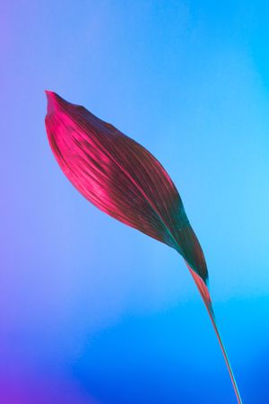 Palm leaf lit in bold neon  colors, on gradient blue to pink background