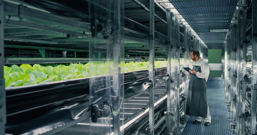 Agricultural Grower Working in a Corridor in a Vertical Farm Facility Next to Rack with Freshly Grown Plants. Hydroponics Technician Using Tablet Computer, Studying and Cultivating Crops