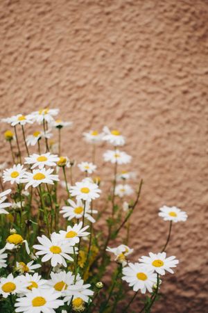 Daisy flowers