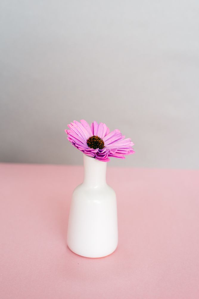 Violet daisy flowers in a pink and grey background