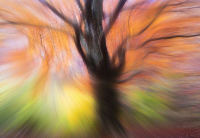 Blurred trees in forest