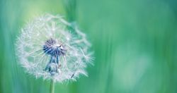 Banner of dandelion head