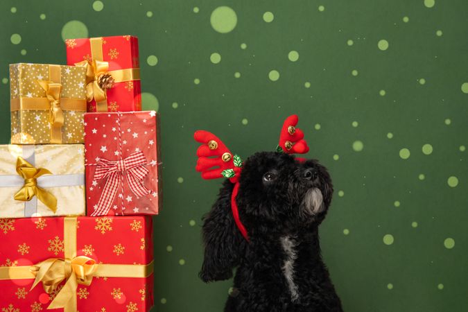 Concept of Merry Christmas, funny Christmas dog