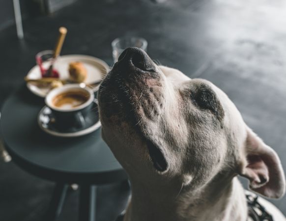 Adorable Amstaff dog spending time at home
