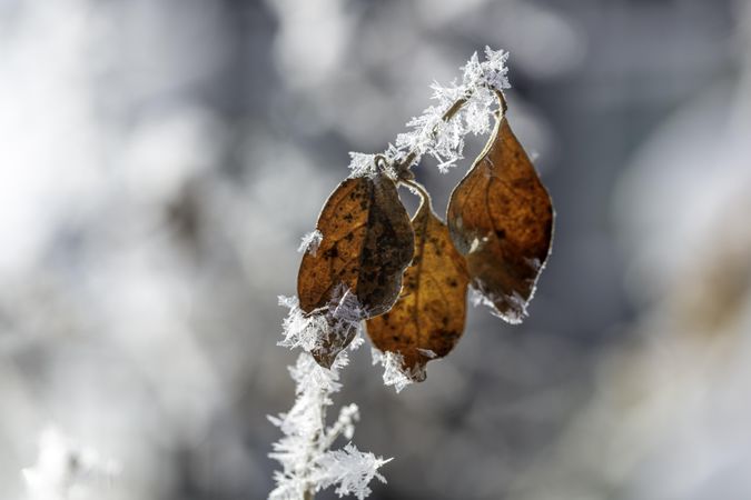 Close up of three orange leaves with frost formation