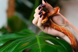 Corn snake wrapped around woman hand on lush green background