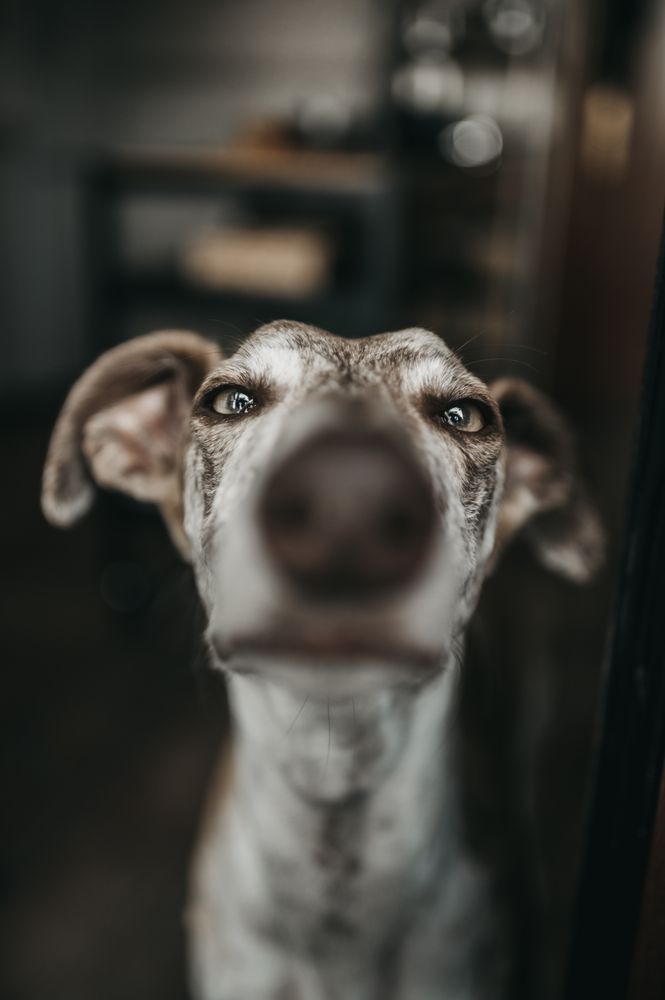 Funny greyhound looking out window