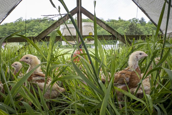 Copake, New York - May 19, 2022: Baby chickens in grass coop