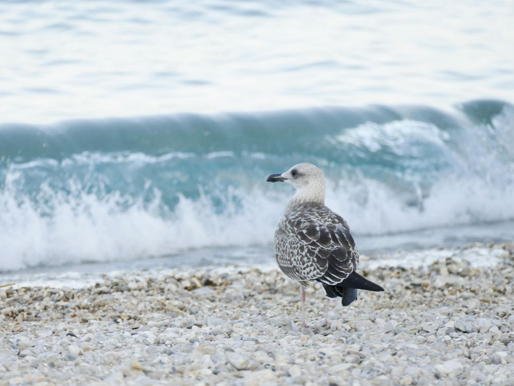 Seagull on beach