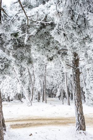 Winter snowy landscape