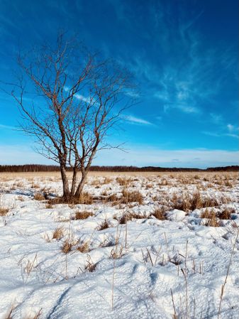Brown bare trees on snow covered ground under blue sky
