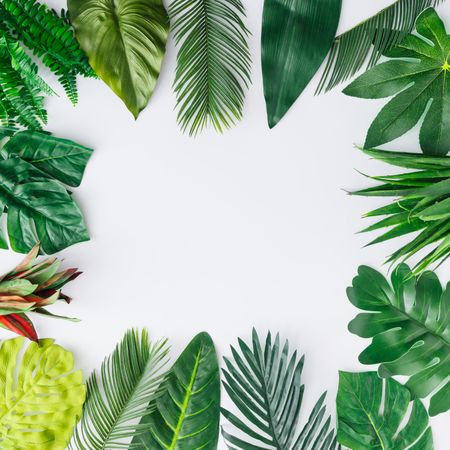 Tropical leaves on light background