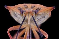 Bright flying insect with purple eyes and antennae