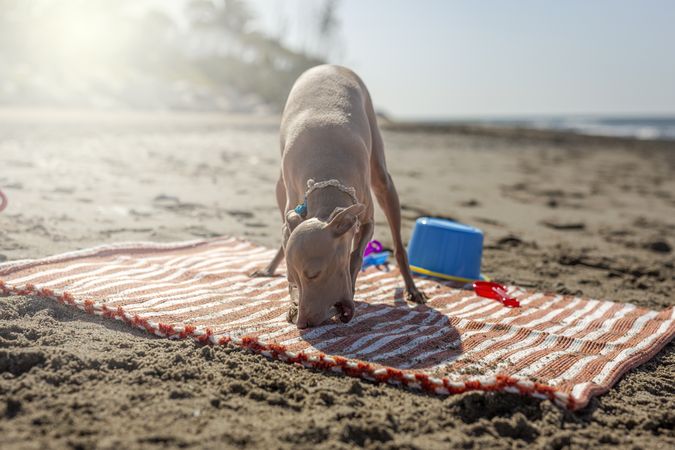 Cute puppy playing on beach in sunny day