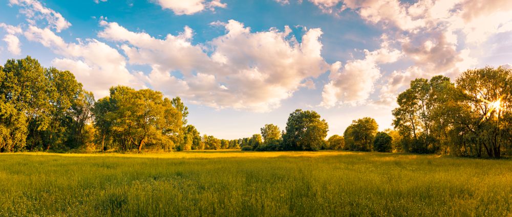 Banner of grass and trees in a park on a spring day