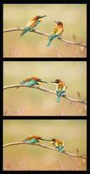 Set of shots of wild birds on twig