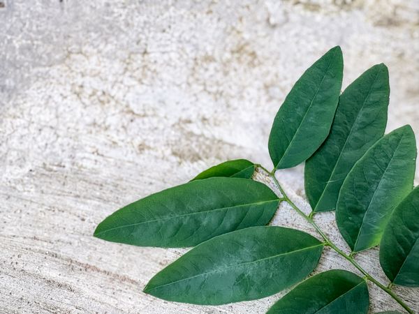 Katuk Leaves or Sauropus androgynus on Rustic Surface