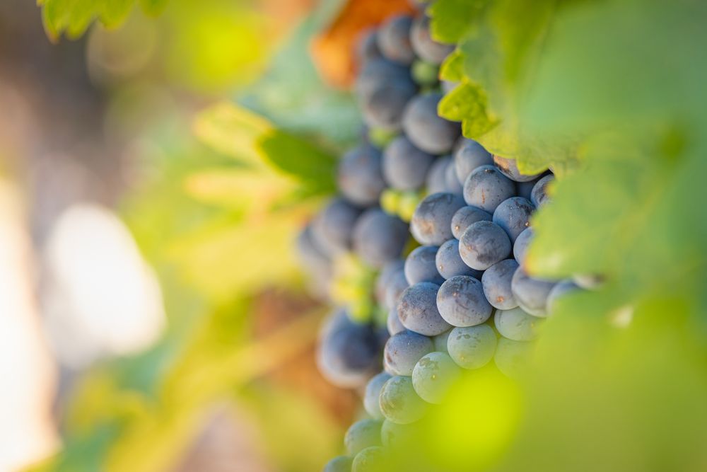 Vineyard with Lush, Ripe Wine Grapes on the Vine Ready for Harvest