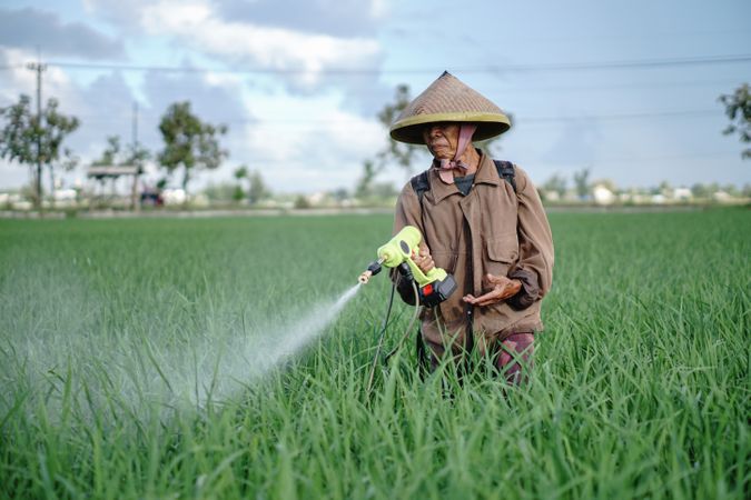 Front view of Asian male farmer spraying pesticide on rice green field