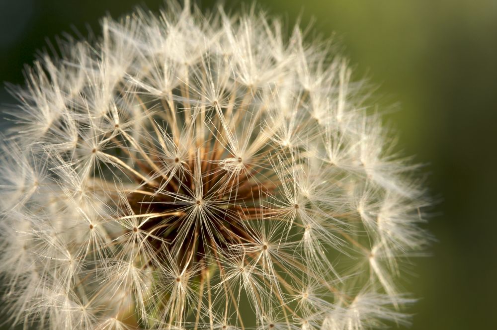 Dandelion Macro Shot