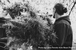 Monochrome shot of man with large marijuana plant 56wEz4